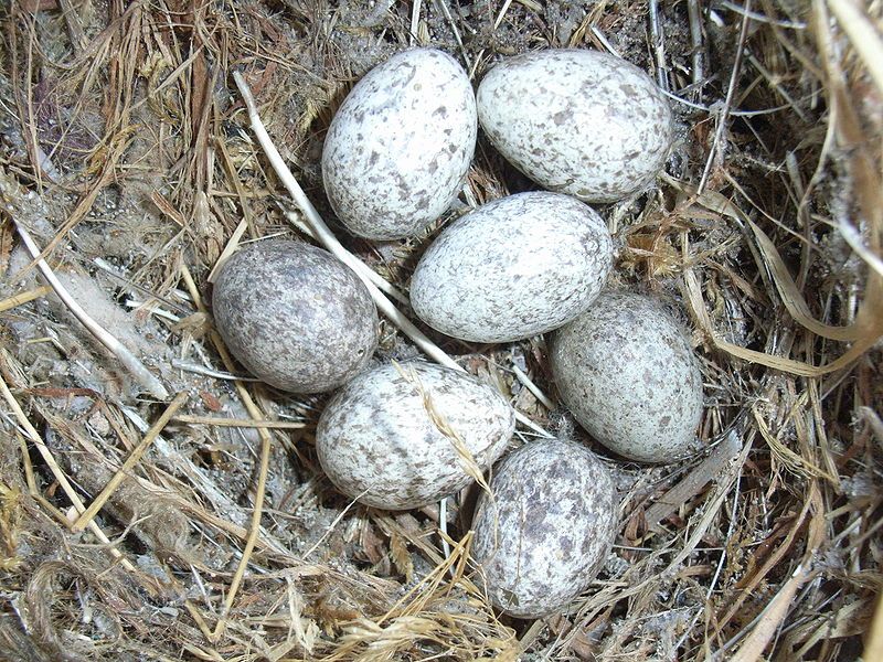 File:Passerdomesticuseggs.JPG