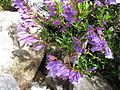 Penstemon fruticosus var. scouleri