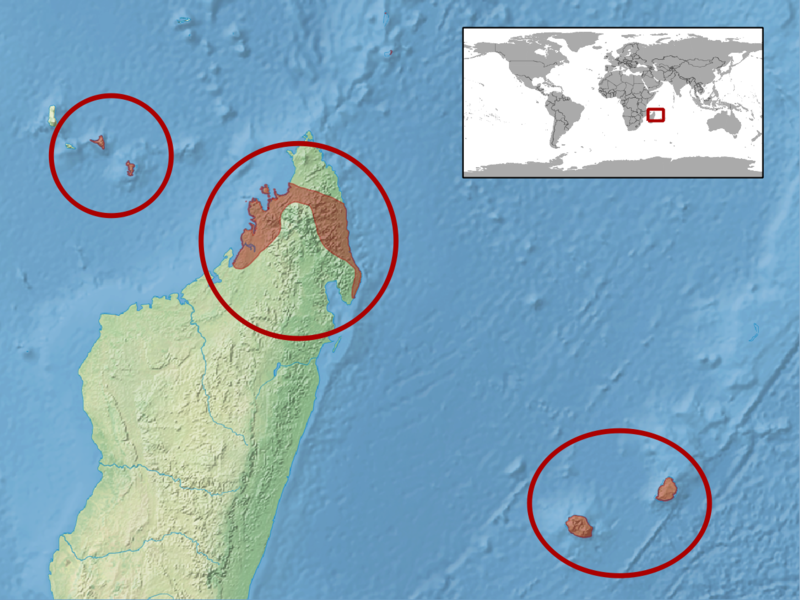 File:Phelsuma laticauda distribution.png