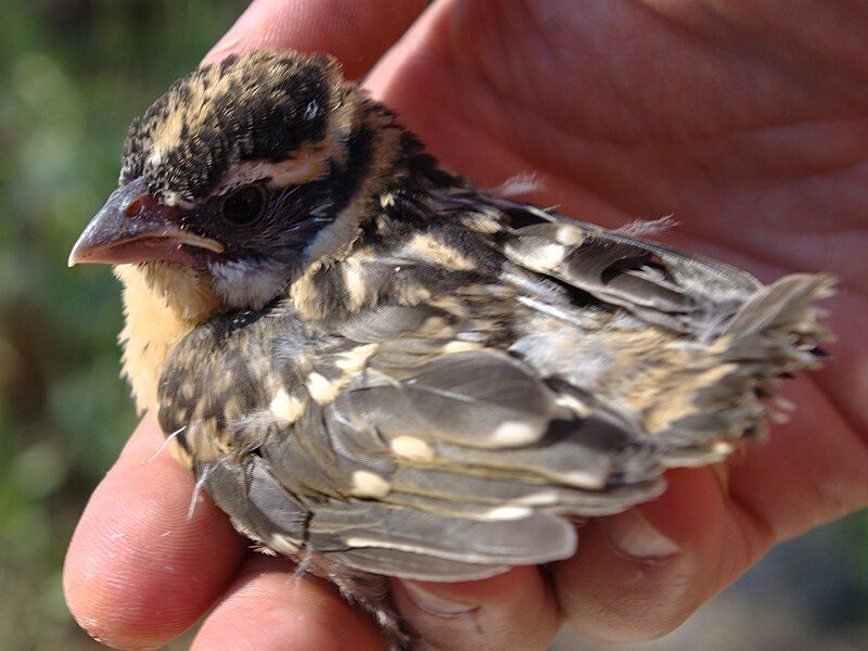 File:Pheucticus melanocephalus fledgeling.jpg