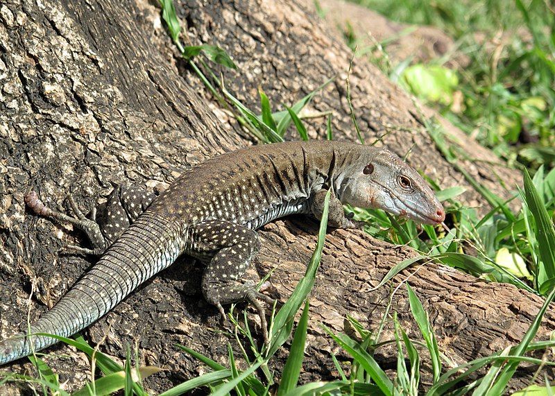 File:Puerto rican ameiva.jpg