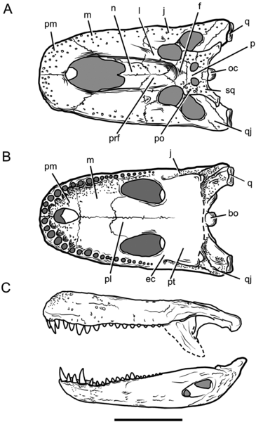 File:Purussaurus skull.PNG