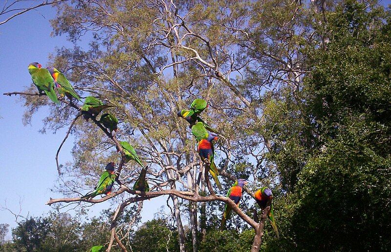 File:Rainbow-Lorikeets.JPG