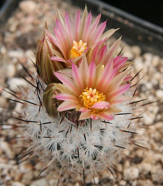 File:Rapicactus zaragozae.jpg