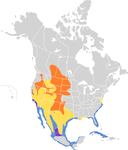 File:Recurvirostra americana map.svg