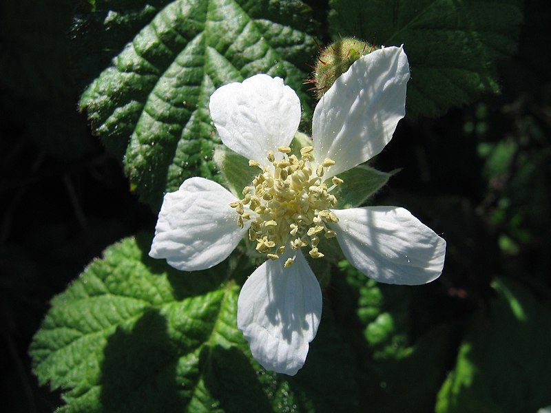 File:Rubus ursinus flower.jpg