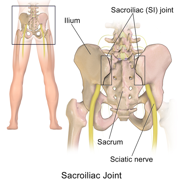 File:Sacroiliac Joint.png