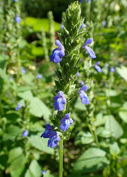 File:Salvia hispanica kz2.jpg