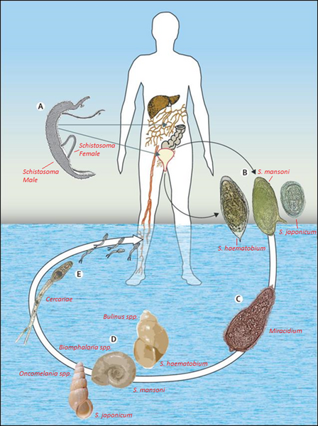 File:Schistosomiasis Lifecycle.png