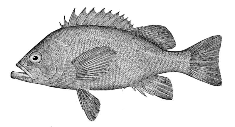 File:Sebastes melanops drawing.jpg