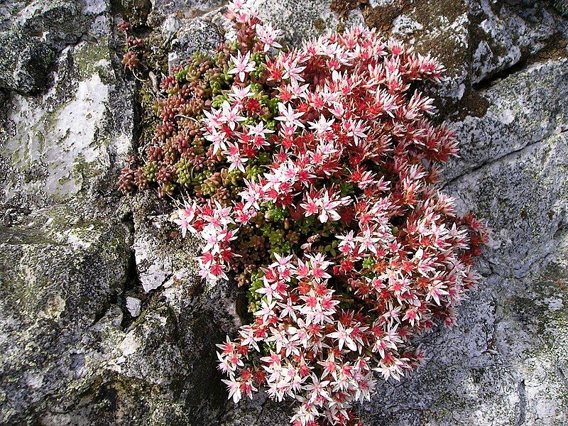 File:Sedum anglicum darkened.jpg