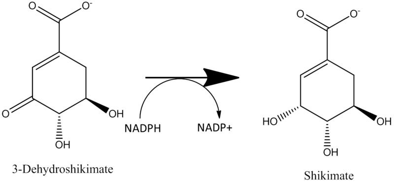 File:Shikimate dehydrogenase.png