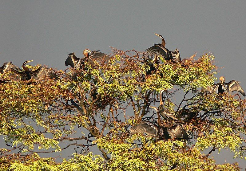 File:Snake bird nesting.jpg