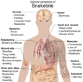 Image 38Most common symptoms of any kind of snake bite envenomation. Furthermore, there is vast variation in symptoms between bites from different types of snakes. (from Snake)