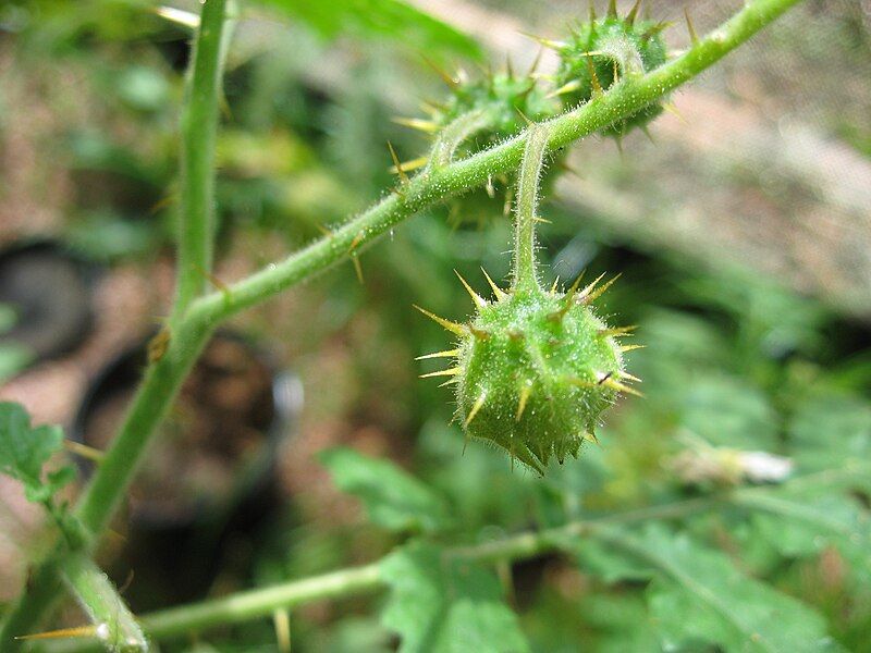 File:Solanum sisymbriifolium fruit.jpg