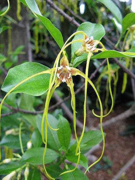 File:Strophanthus divaricatus2.jpg