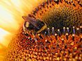 Bumble bee sampling nectar