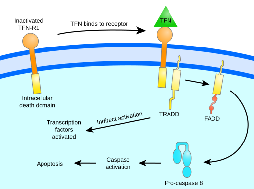 File:TFN-signalling.svg