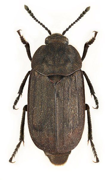 File:Thanatophilus trituberculatus.jpg