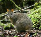 Tasmanian Pademelon