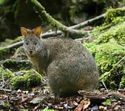 Brown pademelon