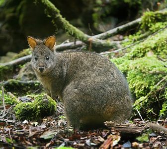 Tasmanian pademelon, by JJ Harrison