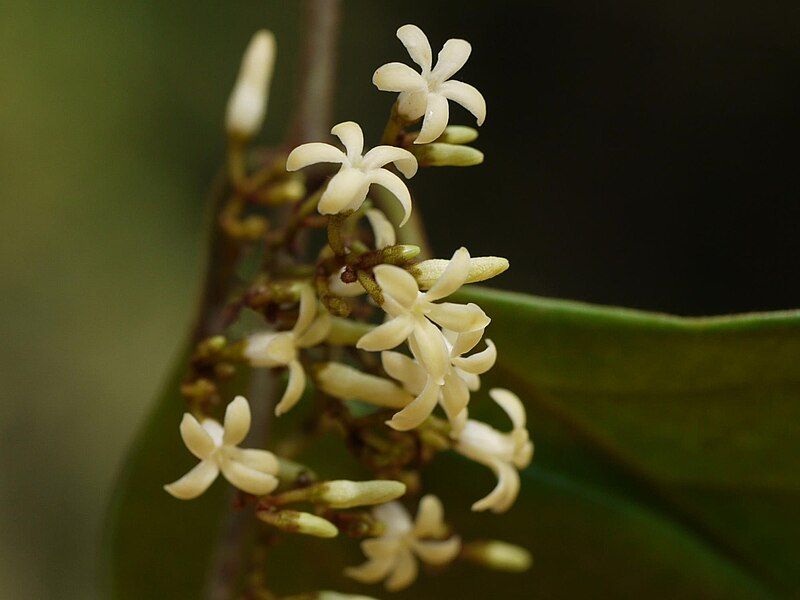 File:Toxocarpus kleinii (16350473010).jpg