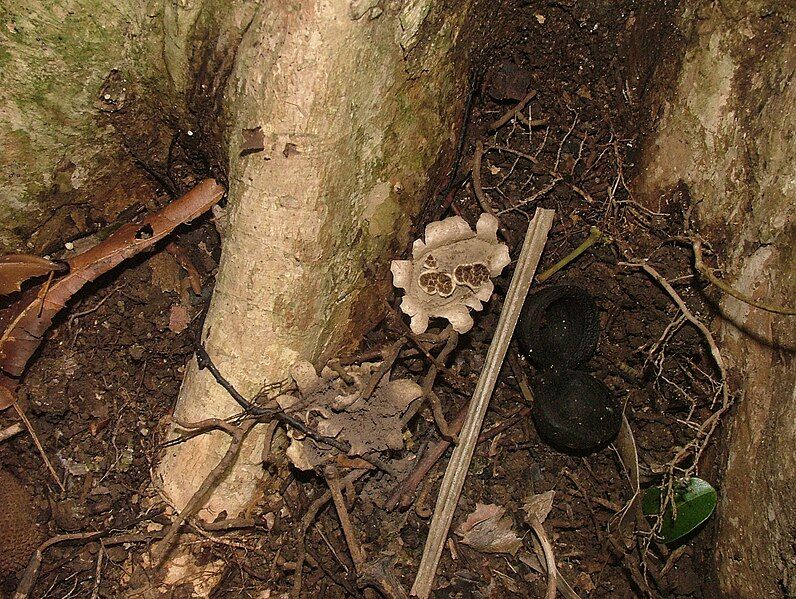 File:Unknown panamanian earthstar.jpg