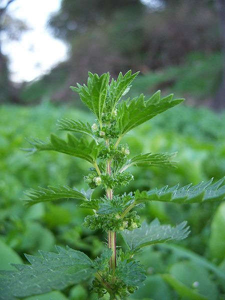 File:Urtica urens-1.jpg