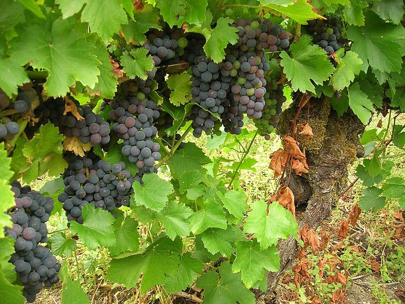 File:Uva Mencia.JPG