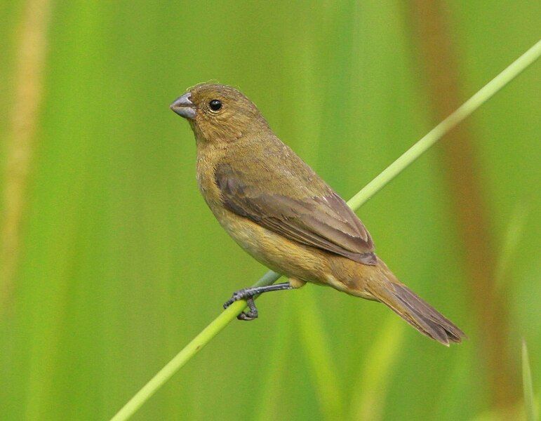 File:Variable seedeater (F).jpg