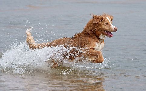 Nova Scotia Duck Tolling Retriever, by Kallerna (edited by John O'Neill)