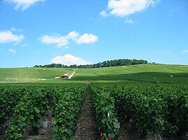 Vineyards near Épernay