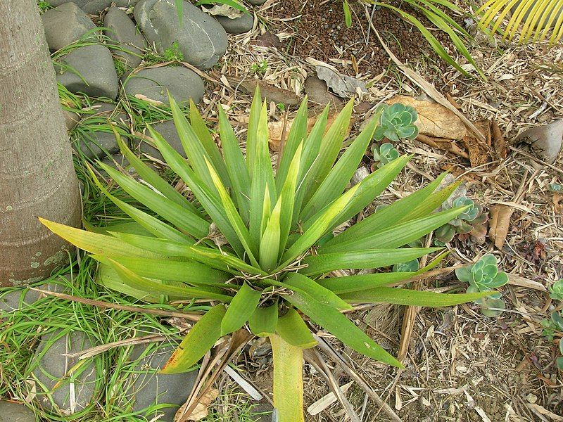 File:Vriesea altodaserrae.jpg