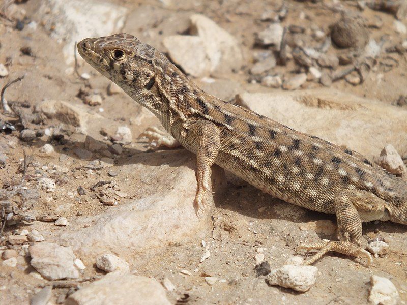 File:Acanthodactylus-beershebensis 20120324 4151.JPG