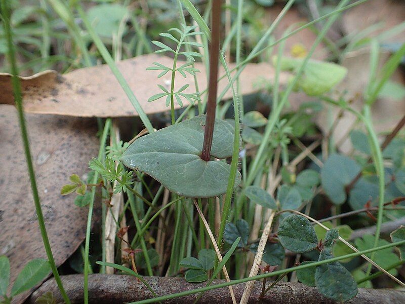 File:Acianthus apprimus leaf.jpg