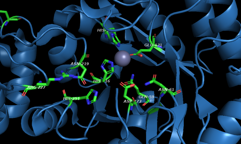 File:Active site NagA.png