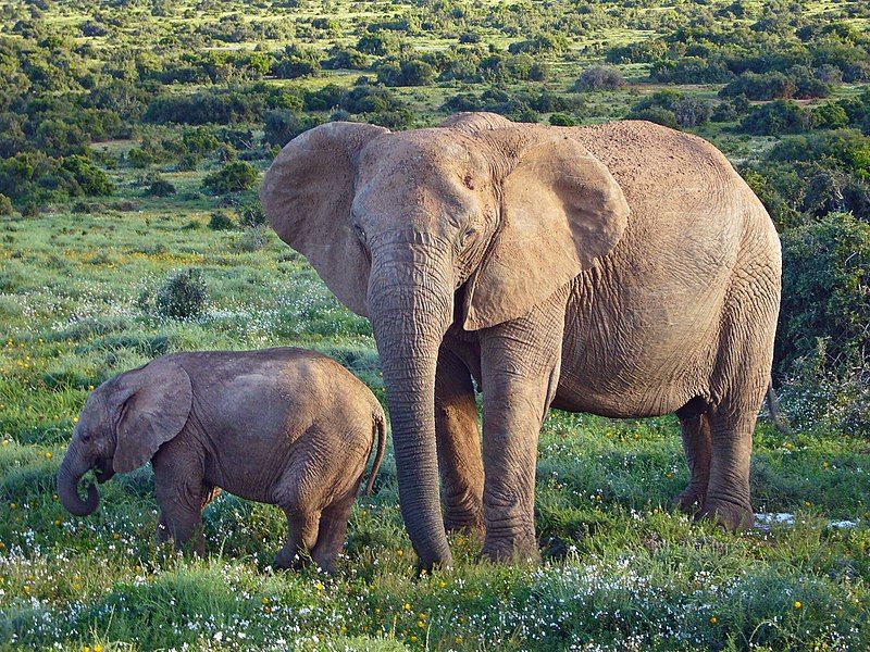 File:African Bush Elephants.jpg