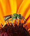 Agapostemon texanus male from Kirkland, Washington