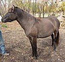 Lac La Croix Pony