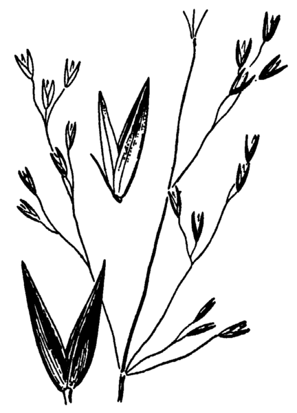 File:Agrostis aequivalvis drawing.png