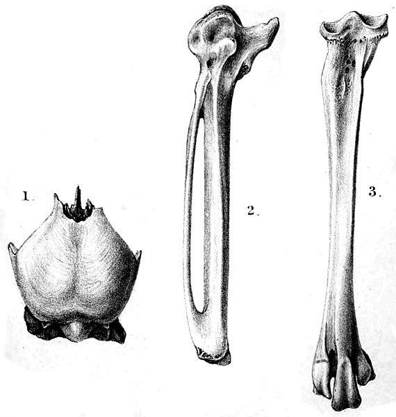 File:Alopochen sirabensis.jpg