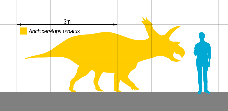 File:Anchiceratops Size.svg