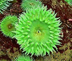 Anthopleura xanthogrammica gains its green colour from Zoochlorella.