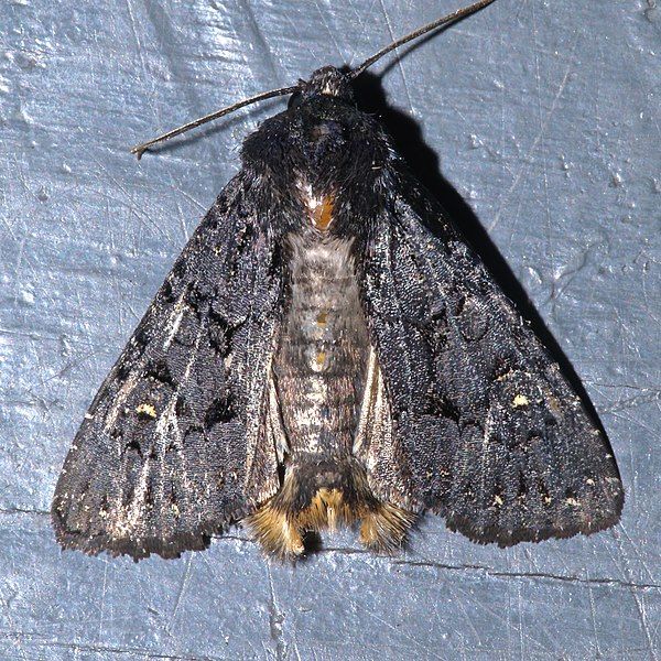 File:Apamea impulsa.jpg