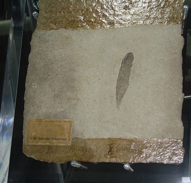 File:ArchaeopteryxTheUrvogelFeather.jpg