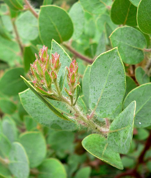 File:Arctostaphylos catalinae 2.jpg