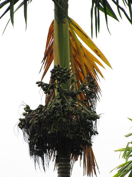 File:Areca-nut-top.JPG