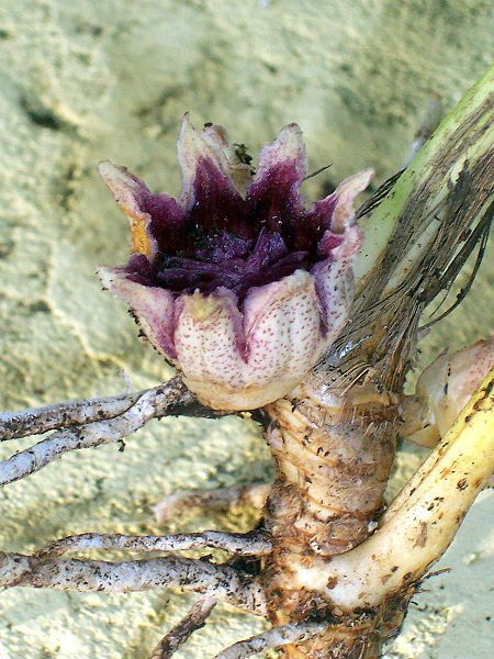 File:Aspidistra flower.jpg