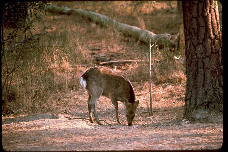 File:Assateague Island ASIS4010.jpg